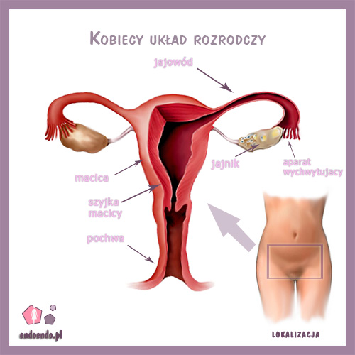 budowa rozrodczego układu kobiety